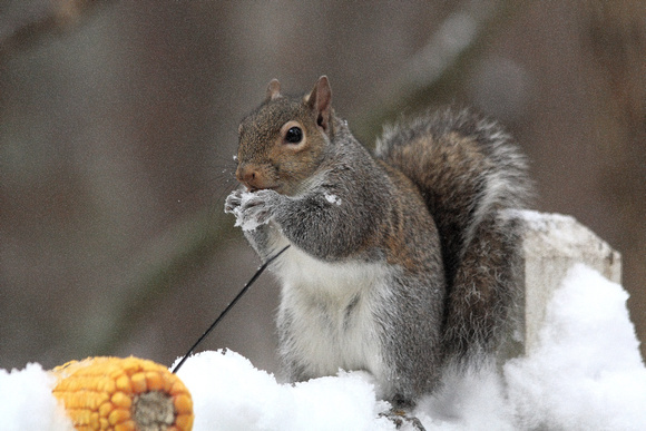 Hungry Squirrell